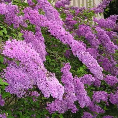 Сирень КИТАЙСКАЯ в Слуцке