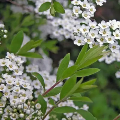 Спирея АРГУТА в Слуцке