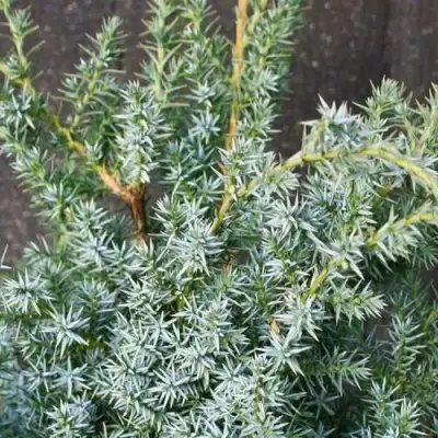 Можжевельник БЛЮ АЛЬПС китайский  в Слуцке