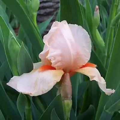 Ирис ПАТИ ДРЕСС бородатый в Слуцке