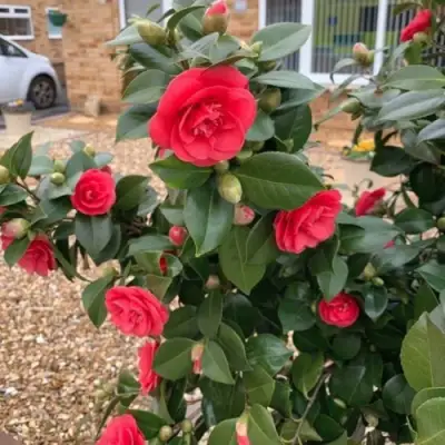 Камелия ЛЕДИ КЭМПБЕЛЛ в Слуцке