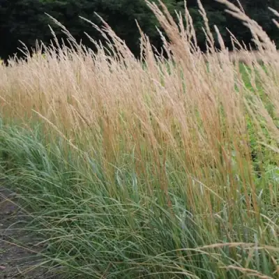 Вейник КАРЛ ФОРСТЕР остроцветковый в Слуцке