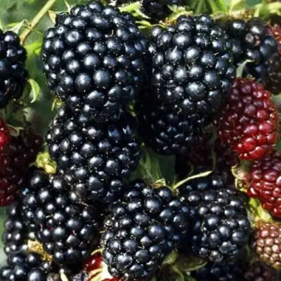 Ежевика ЭВЕРГРИН бесшипная  в Слуцке