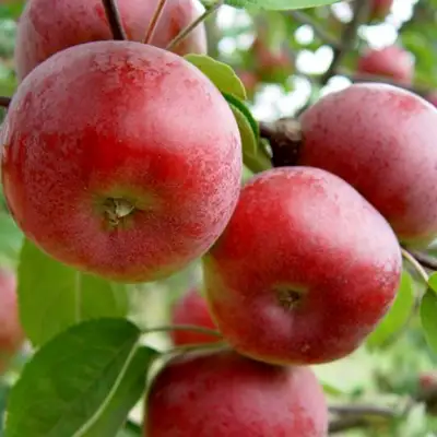 Яблоня ПОСПЕХ в Слуцке