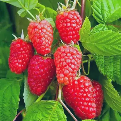 Малина МАРАСТАР в Слуцке