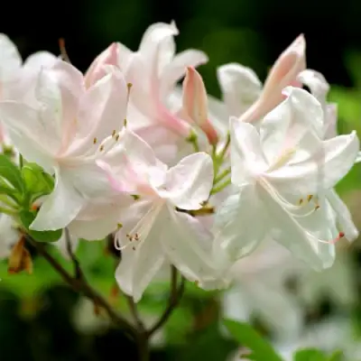 Азалия УАЙТ ЛАЙТС листопадная в Слуцке