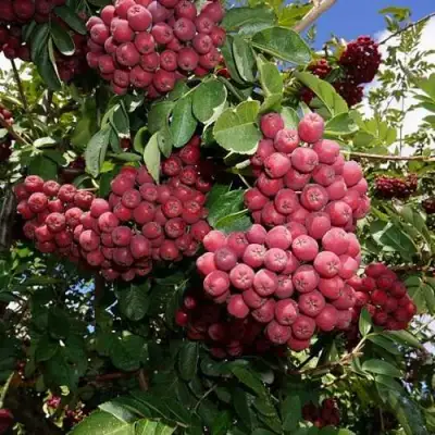 Рябина ТИТАН сладкоплодная  в Слуцке