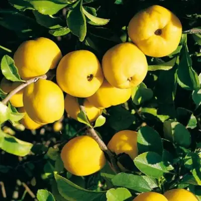 Айва ЦЕЗАРЬ в Слуцке