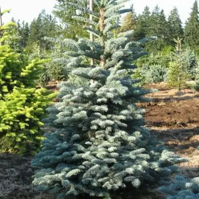 Пихта благородная в Слуцке