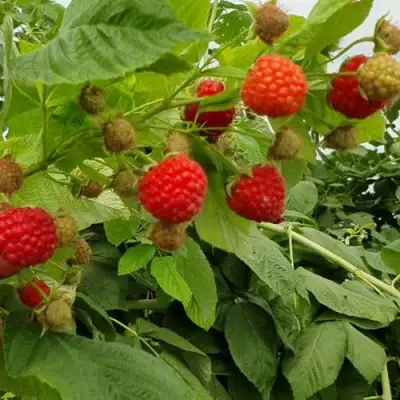 Малина КВЕЛЛИ в Слуцке