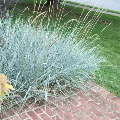 Элимус БЛЮ ДЮН песчаный в Слуцке