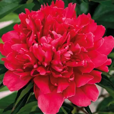 Пион ГЕНЕРАЛ МАК-МАГОН травянистый в Слуцке