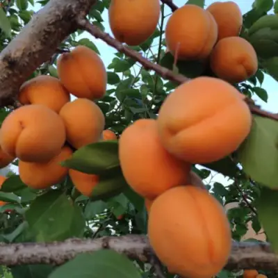 Абрикос ГОЛД РИЧ в Слуцке