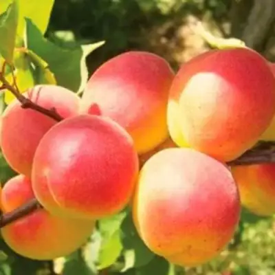 Абрикос NJA-19 в Слуцке