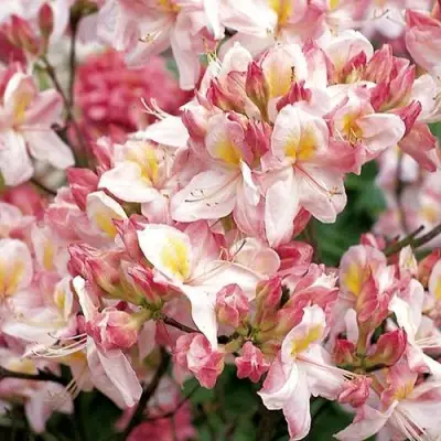 Азалия САТОМИ японская в Слуцке