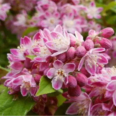 Дейция СТРОБЕРРИ ФИЛДС  в Слуцке