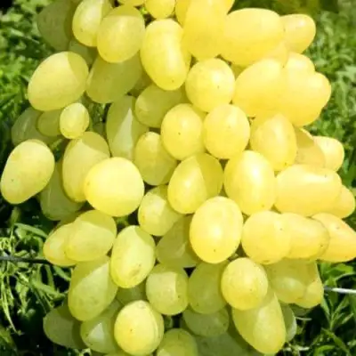 Виноград ЗАРНИЦА в Слуцке