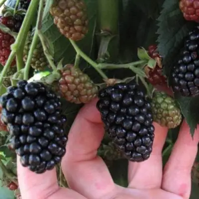 Ежевика НЕБЕСА МОГУТ ПОДОЖДАТЬ бесшипная  в Слуцке