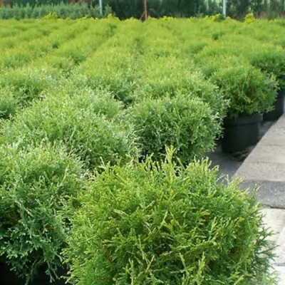 Туя ТИНИ ТИМ западная в Слуцке