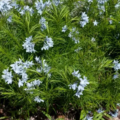 Амсония РЕСНИТЧАТАЯ в Слуцке