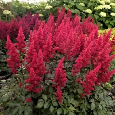 Астильба ФАНАЛ в Слуцке