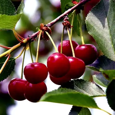 Вишня РИВАЛ в Слуцке