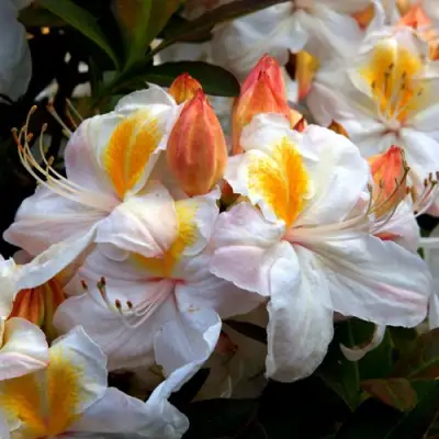 Азалия СИЛЬВЕР СЛИППЕР листопадная в Слуцке