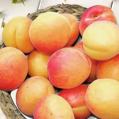 Абрикос УЛЬЯНИХИНСКИЙ в Слуцке