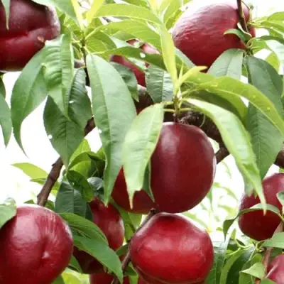 Нектарин ФАНТАЗИЯ в Слуцке