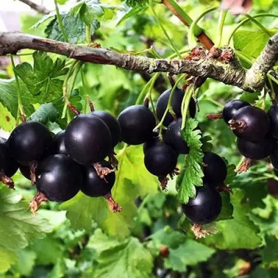 Йошта КРЫМСКАЯ в Слуцке