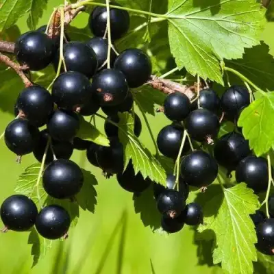 Смородина чёрная БЕЛОРУССКАЯ СЛАДКАЯ в Слуцке