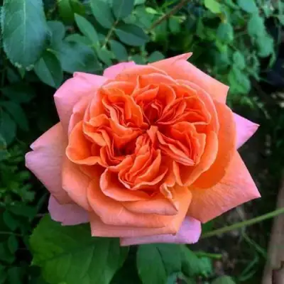 Роза РЕНЕ ГОССИНИ чайно-гибридная в Слуцке