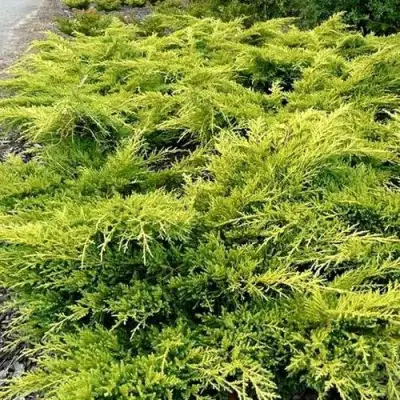Можжевельник ОЛД ГОЛД средний в Слуцке