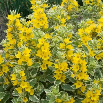 Вербейник АЛЕКСАНДР точечный в Слуцке