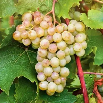 Виноград КРИСТАЛЛ в Слуцке