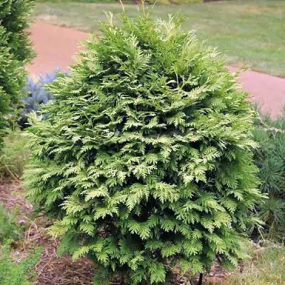 Туя ВАРЕАНА ЛЮТЕСЦЕНС западная в Слуцке