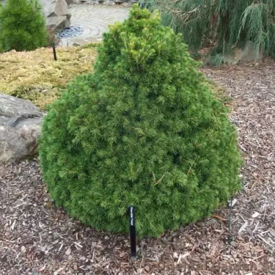 Ель ТОМПА обыкновенная в Слуцке