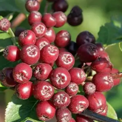 Рябина БУРКА сладкоплодная в Слуцке