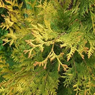 Туя ГОЛДЕН БРАБАНТ западная в Слуцке