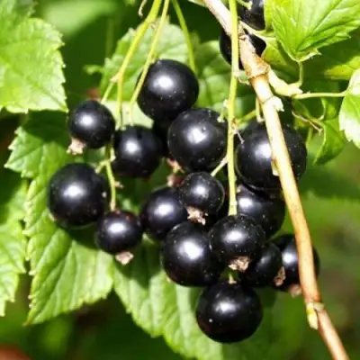 Смородина чёрная ПАМЯТЬ ВАВИЛОВА в Слуцке