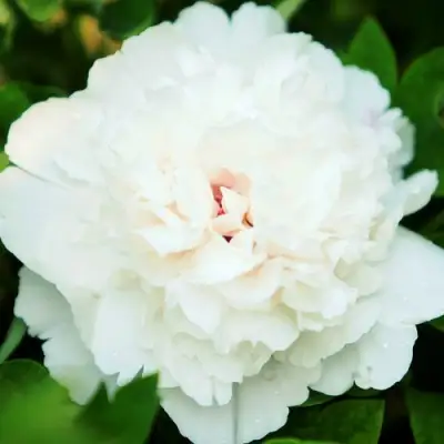 Пион СНЕЖНАЯ КРЕПОСТЬ древовидный в Слуцке