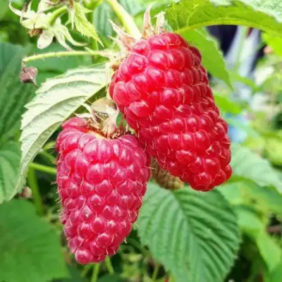 Малина ПШЕХИБА в Слуцке