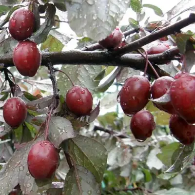 Слива НИГРА растопыреная в Слуцке