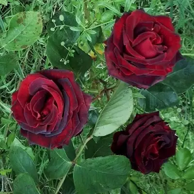 Роза ПАПА МЕЙЯН чайно-гибридная в Слуцке