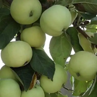 Яблоня ПАПИРОВКА в Слуцке