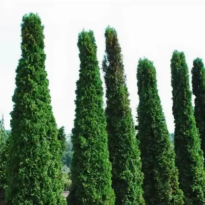 Туя ДЕГРУТ СПАЙР западная в Слуцке