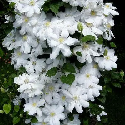 Клематис ТОКИ в Слуцке