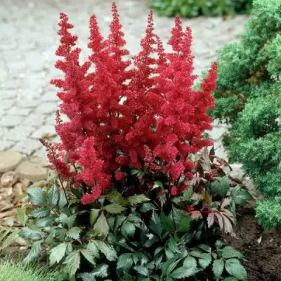 Астильба ГРАНАТ Арендса в Слуцке