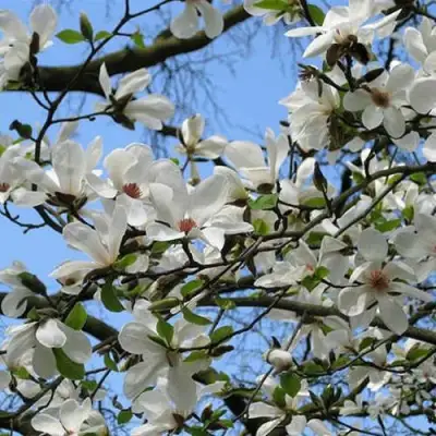 Магнолия АЛЬБА СУПЕРБА в Слуцке