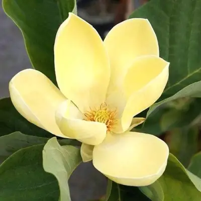 Магнолия ЕЛЛОУ ЛАНТЕРН в Слуцке